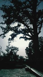 Trees against sky