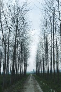 Narrow pathway along trees