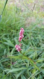 Close-up of flower blooming on field
