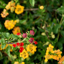 Close-up of flowering plants