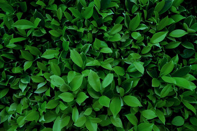 Full frame shot of plants