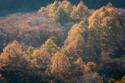 Close-up of tree at sunset