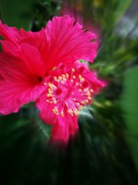 Close-up of pink flower