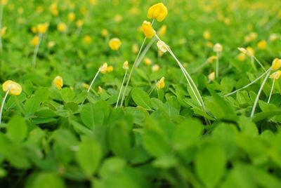 Yellow flowers blooming in field