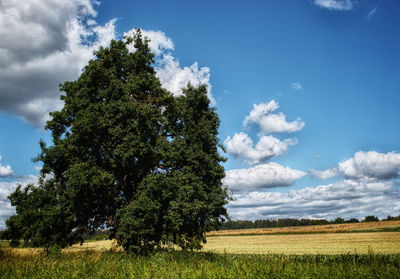 Tree on field against sky