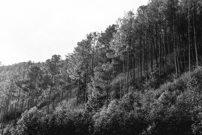Low angle view of trees in forest against sky