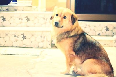 Portrait of dog sitting outdoors