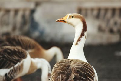 Close-up of eagle