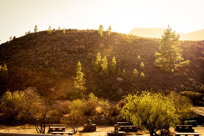 Plants and trees against clear sky