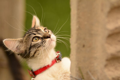 Close-up of a cat looking away