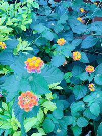 High angle view of flowering plant