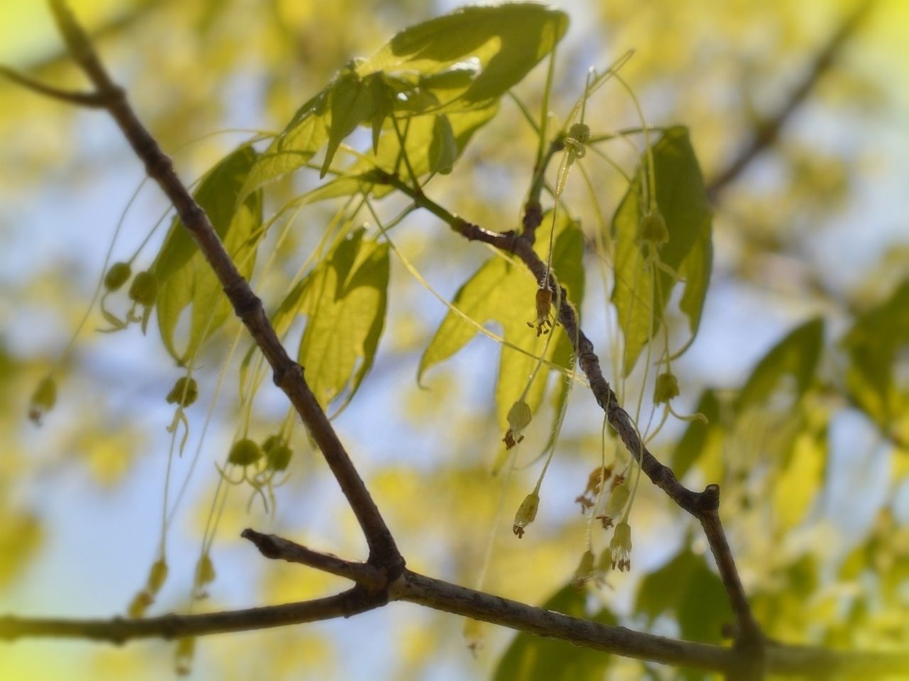 branch, focus on foreground, leaf, growth, close-up, tree, nature, twig, selective focus, beauty in nature, plant, outdoors, day, low angle view, no people, green color, tranquility, freshness, yellow, leaves