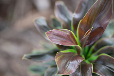 Close-up of flowering plant