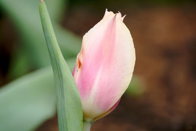 Close-up of pink flower bud