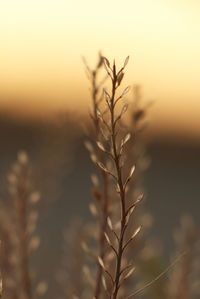 Close-up of plant against sky at sunset