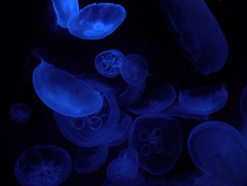 Close-up of jellyfish in aquarium