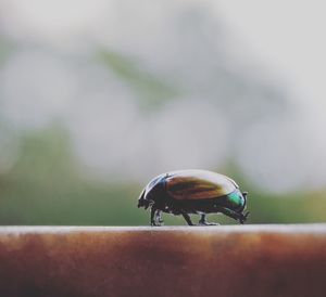 Close-up of beetle on retaining wall