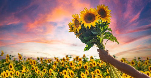 Cropped hand of woman picking flowers