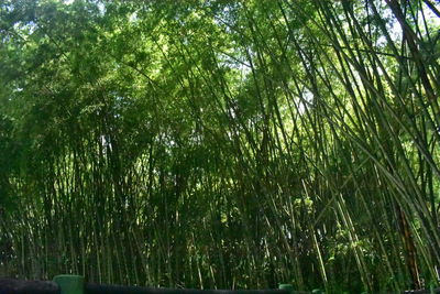 Bamboo trees in forest