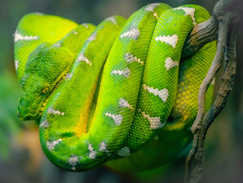 Close-up of green snake on branch