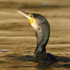 Close-up of bird in lake