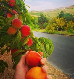 Close-up of hand holding fruits on tree