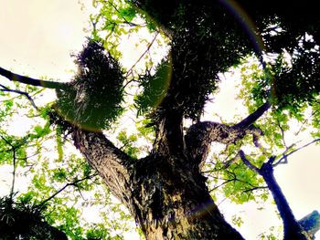 Low angle view of trees against sky