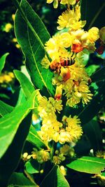 Close-up of insect on yellow flowers