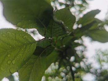 Close-up of green leaves on plant