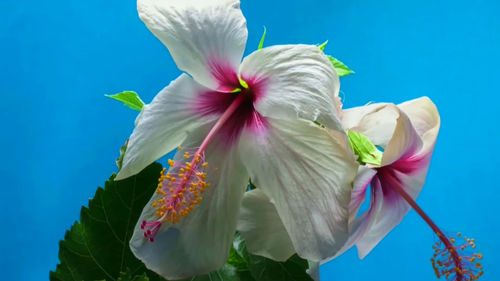 Close-up of pink hibiscus flower