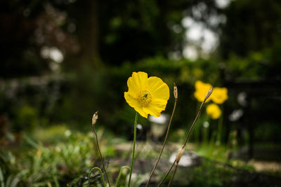 Close-up of yellow flower blooming in field