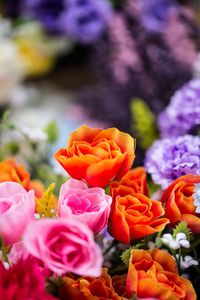 Close-up of pink roses