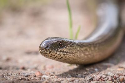 Close-up of snake on ground