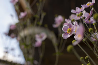 Close-up of pink flowering plant