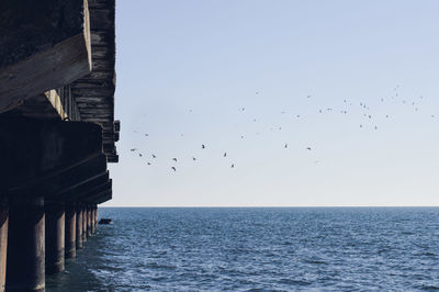 Birds flying over sea against sky