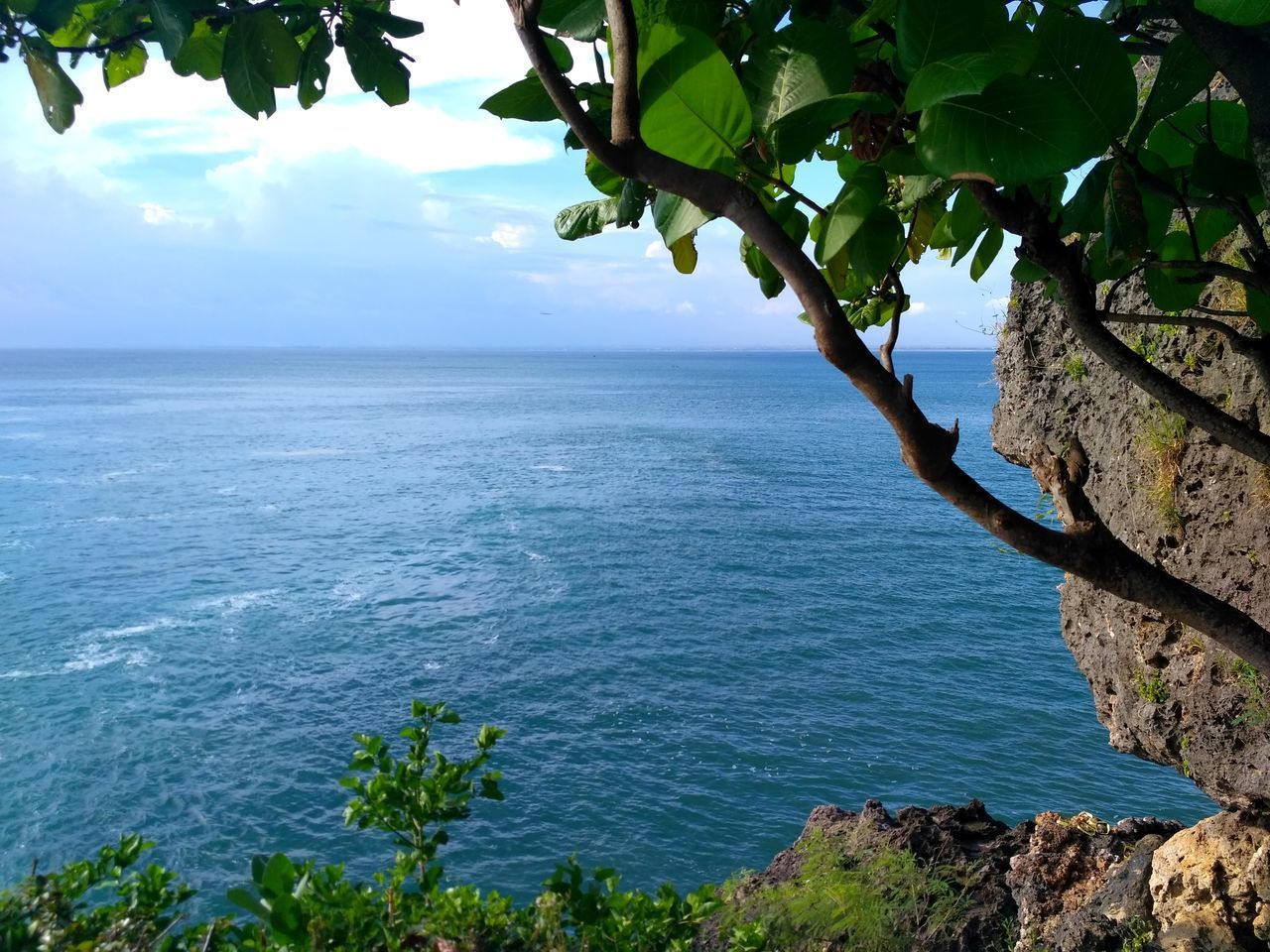 PLANTS BY SEA AGAINST SKY