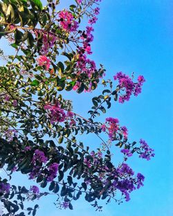 Low angle view of pink flowers against blue sky