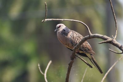 Oriental turtle dove, rufous turtle dove, streptopelia orientalis is a member of the columbidae. 