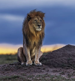 Portrait of lion standing on mountain against sky