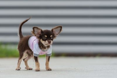 Portrait of dog standing on footpath