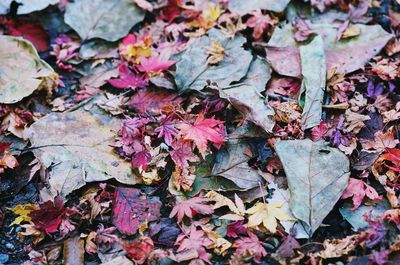 Full frame shot of maple leaves