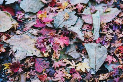 High angle view of dry leaves on field