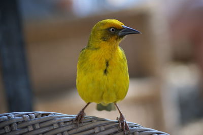 Close-up of bird perching outdoors