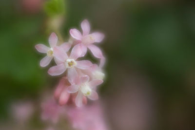 Close-up of cherry blossom outdoors