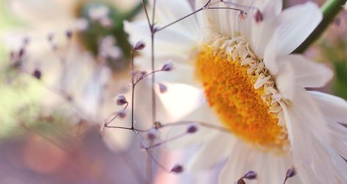 Close-up of yellow flower blooming outdoors