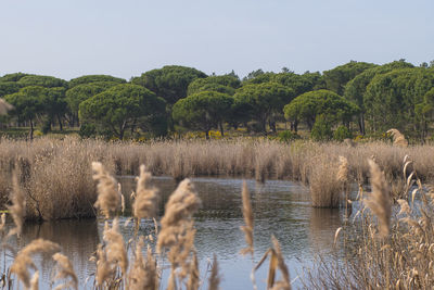 View of giraffe in lake against clear sky