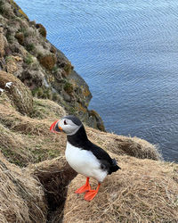 Close-up of bird perching on rock