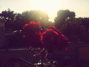 Close-up of red rose against trees