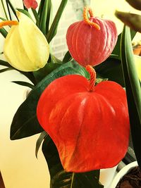 Close-up of red flowers