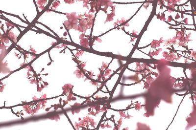 Low angle view of cherry blossom tree